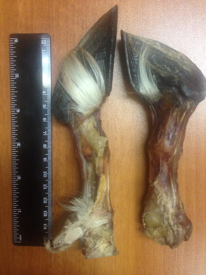 Рога коровы. Ботинки копыта мужские. Копыта на белом фоне. Конское копыто. Рога копыта и хвост.